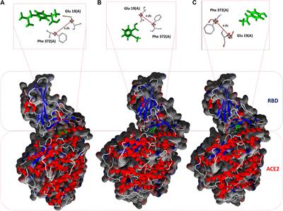 Can Non-steroidal Anti-inflammatory Drugs Affect the Interaction Between Receptor Binding Domain of SARS-COV-2 Spike and the Human ACE2 Receptor? A Computational Biophysical Study